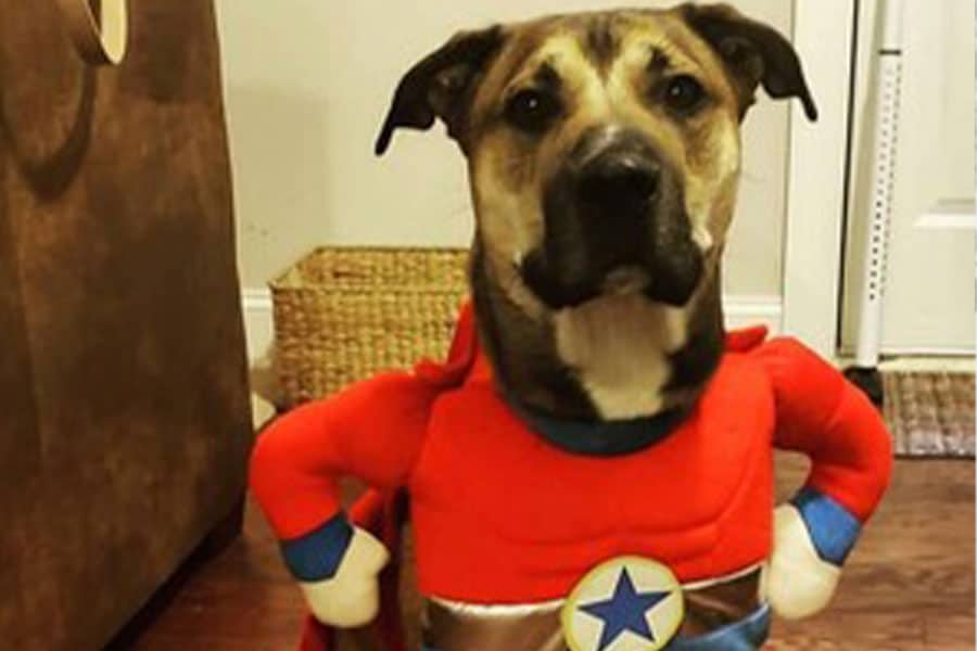 Keeping Your Pets Safe During Howl-O-Ween