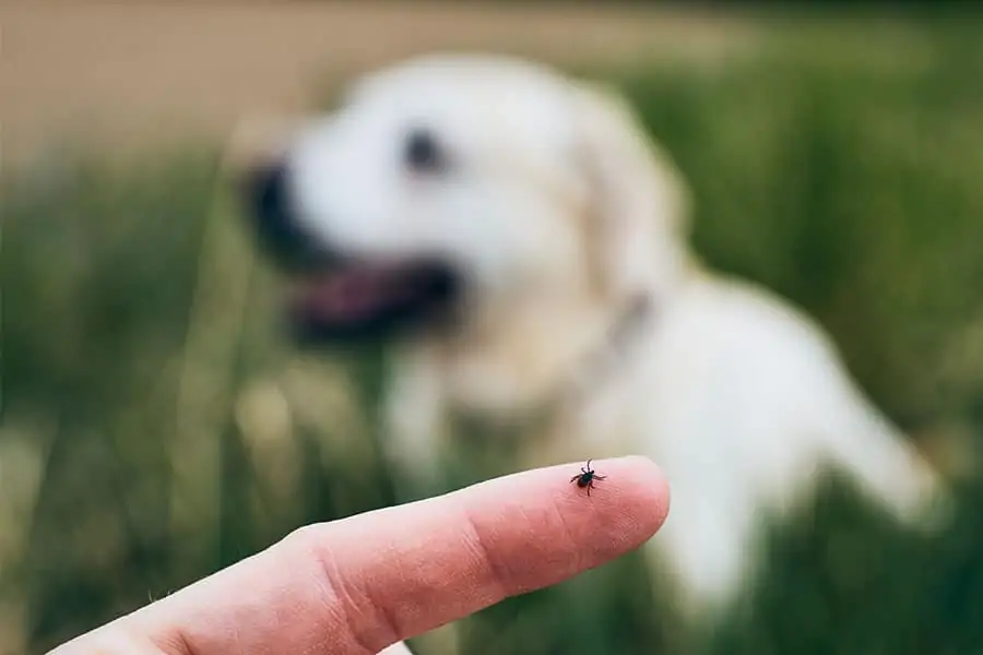 Should Fido Get the Lyme Vaccine?
