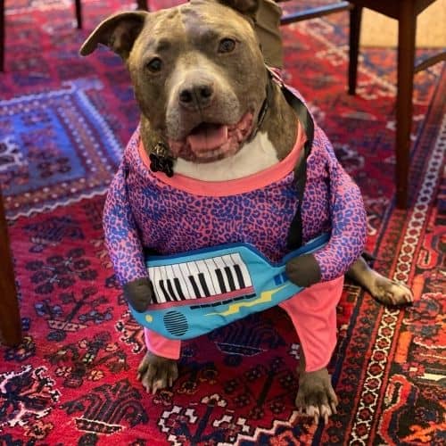 Isla-Happy Halloween from Your Friends at The Village Pets!