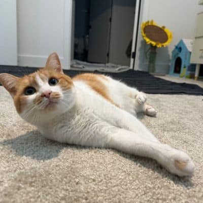 MEREDITH