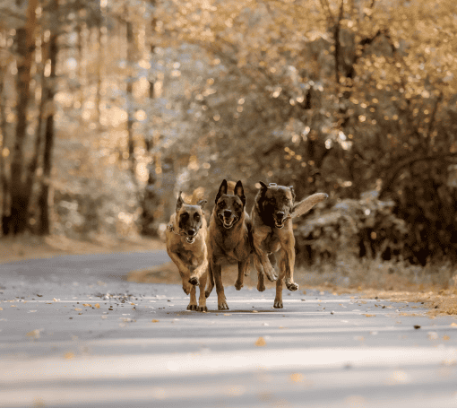 dogs-running-60-min-package